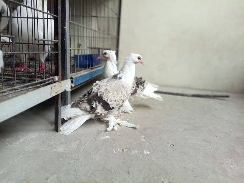 Silver Saddle Frill Chiks Imported Blood Line 1