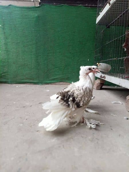 Silver Saddle Frill Chiks Imported Blood Line 3