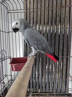 Congo Size African Grey male With DNA