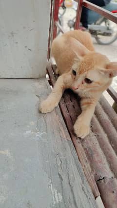 Orange Kitten for free