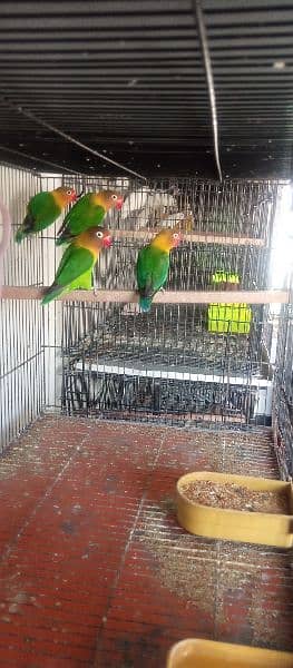 Birds for sale 7