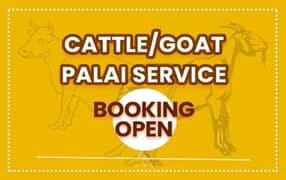 GOATS & CATTLE PALAI | QURBANI ANIMALS RARING SERVICES | AHSAN FEEDS