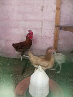 7 Chicks for sale 3 female misri 1 male misri 3 farmi