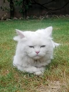 Persian cat