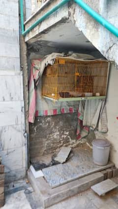 4 Love Birds and 2 Australian parrots for Sale with Cage