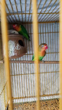 4 Love Birds and 2 Australian parrots for Sale with Cage