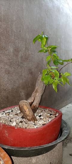 bougainvillea bonsai real living plant