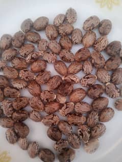 arnoli seeds