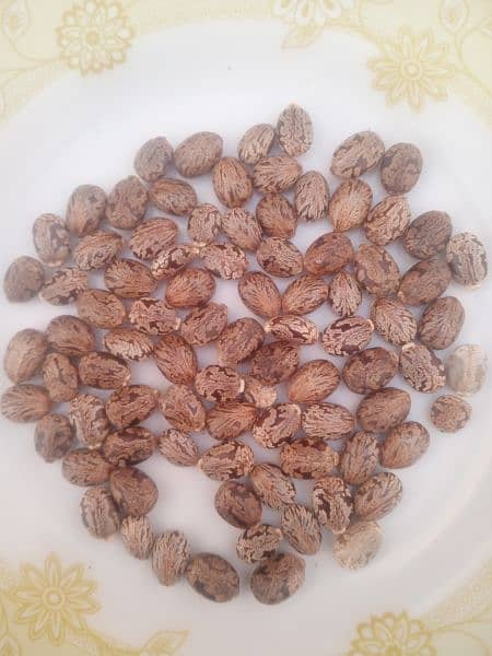 arnoli seeds clestrol oil seed 1