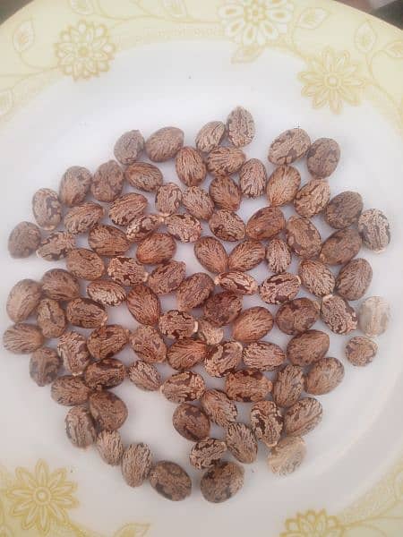 arnoli seeds clestrol oil seed 2