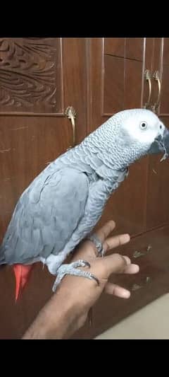 African grey talking parrot