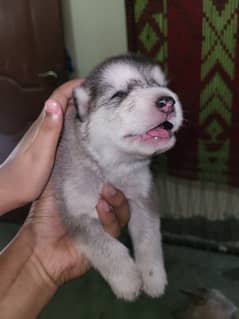 Malamute puppy female for sale