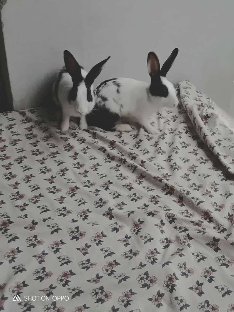 Rabbit pair 3