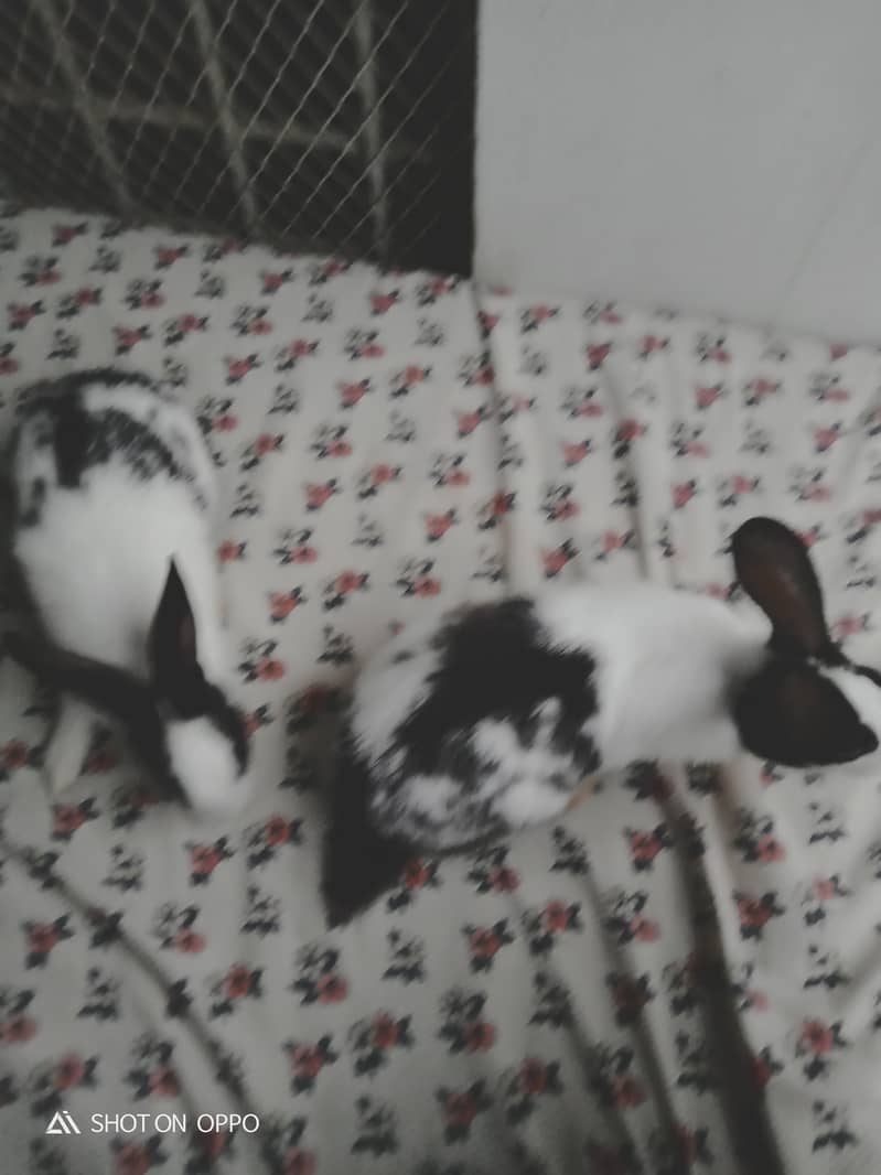 Rabbit pair 4