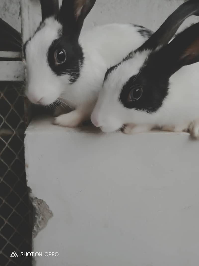 Rabbit pair 8