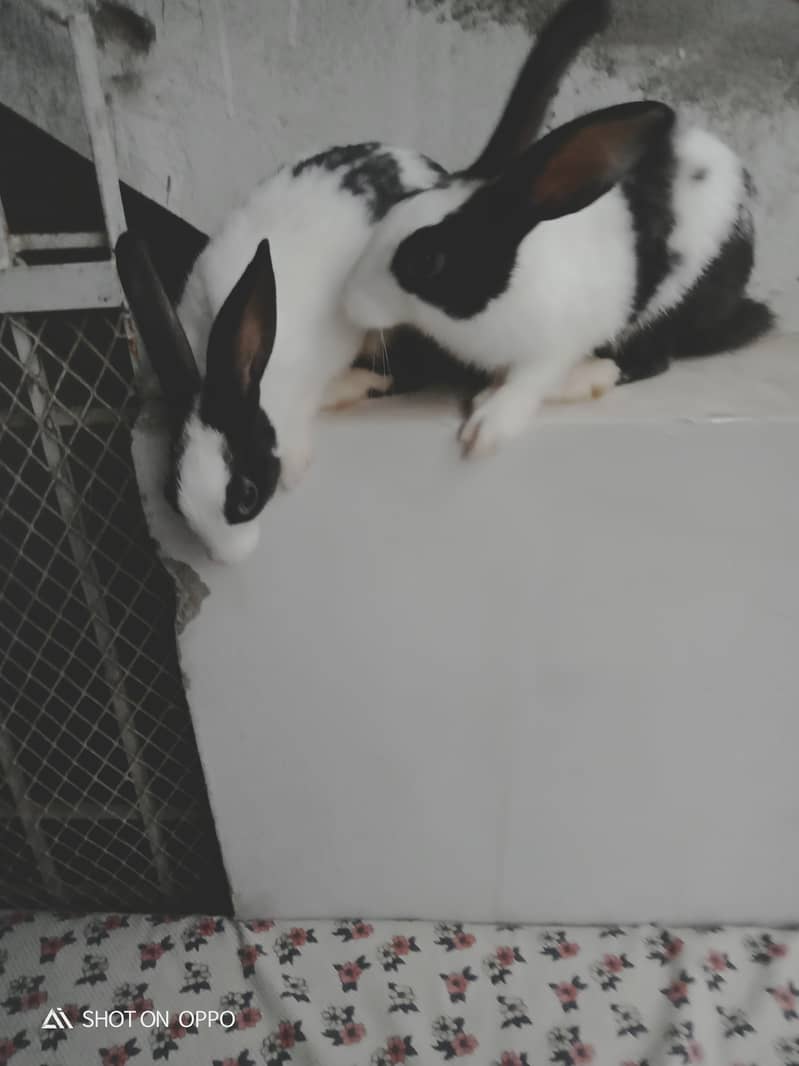 Rabbit pair 10