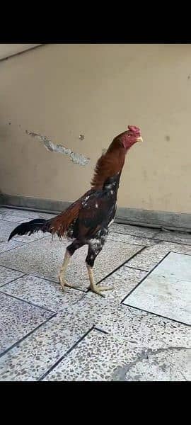 shamo eggs and chicks available 0