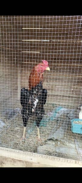 shamo eggs and chicks available 2