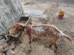 goat 4dant female healthy and Activ