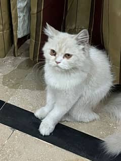 Persian doublecoat cat 0