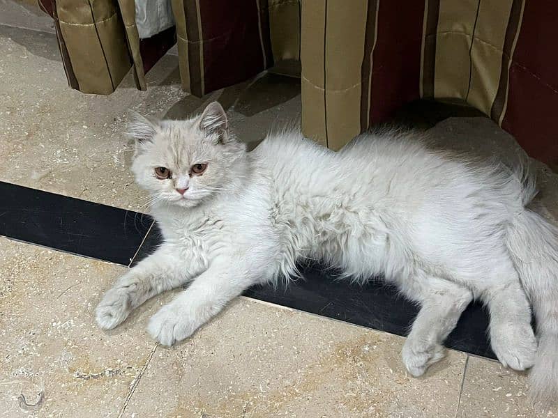 Persian doublecoat cat 1