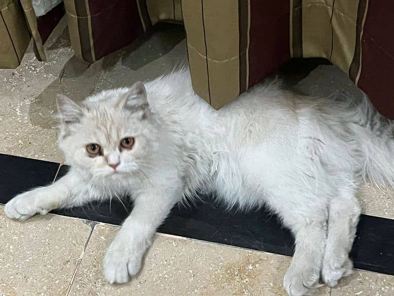 Persian doublecoat cat 2