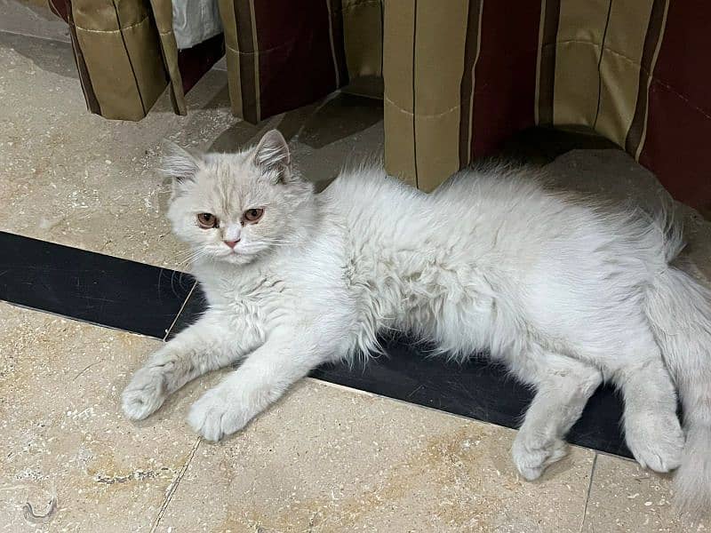 Persian doublecoat cat 4