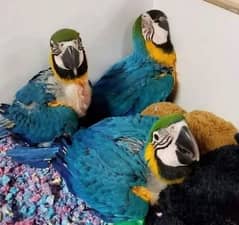 Blue macaw parrot Chicks for sale WhatsApp contact 0318-7435-049