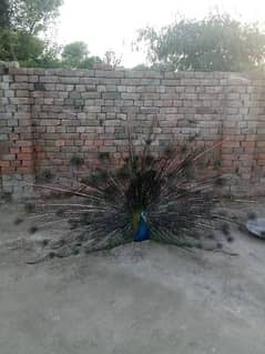 Blue Shoulder peacock pair . contact number. 03006768813
