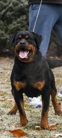rottwillier lackcey