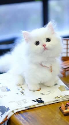kitten cat baby
