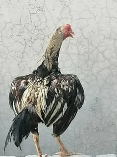 Cock for sale good breed 0