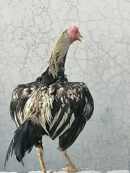 Cock for sale good breed 1