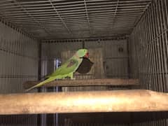 pahari parrot breeder fertile talkative parrot pairs