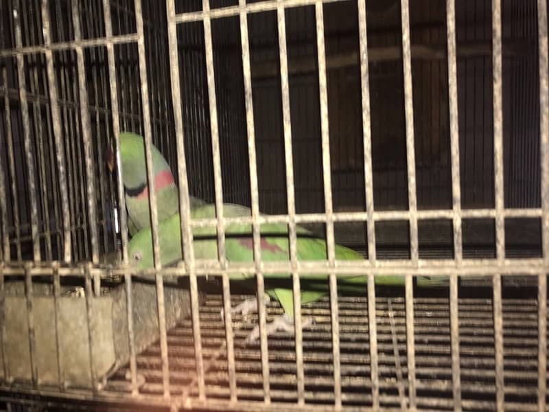 pahari parrot breeder fertile talkative parrot pairs 1