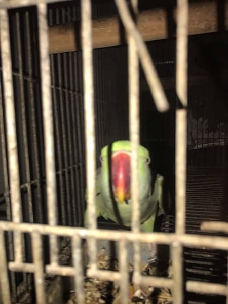 pahari parrot breeder fertile talkative parrot pairs 2