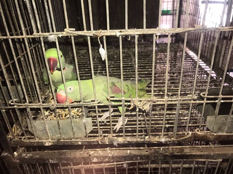 pahari parrot breeder fertile talkative parrot pairs 7