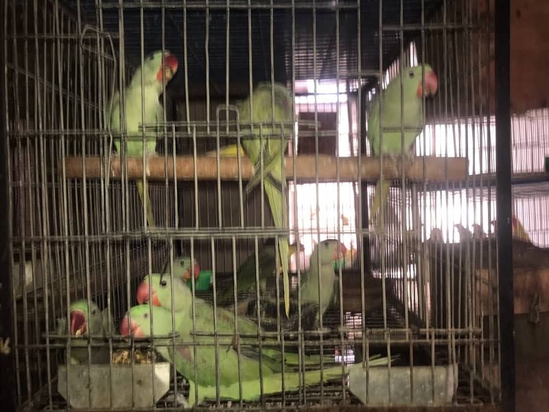 pahari parrot breeder fertile talkative parrot pairs 8