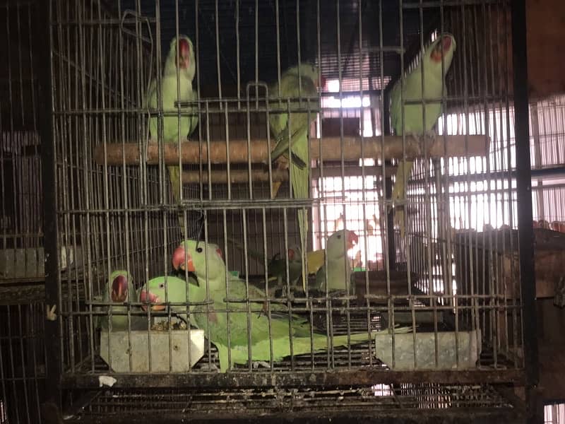 pahari parrot breeder fertile talkative parrot pairs 9