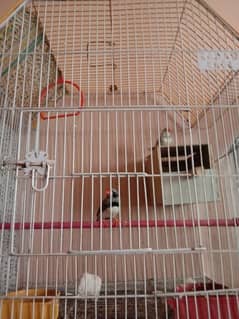 zebra finches pair with cage