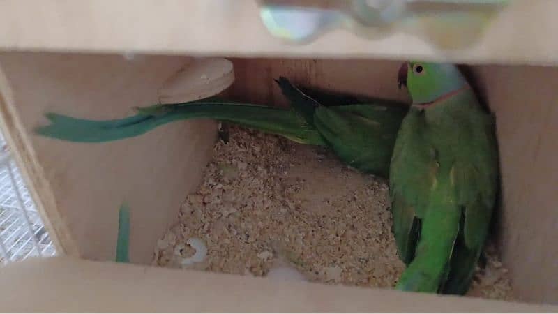 green ringneck raw parrots pair with 3 eggs 1