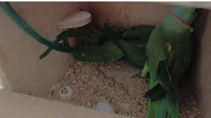green ringneck raw parrots pair with 3 eggs 2