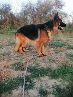 Long Hair German Shepherd Male