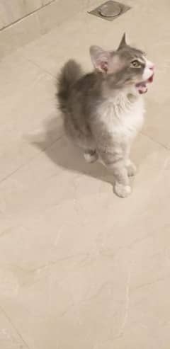 Persian cat for sell 0