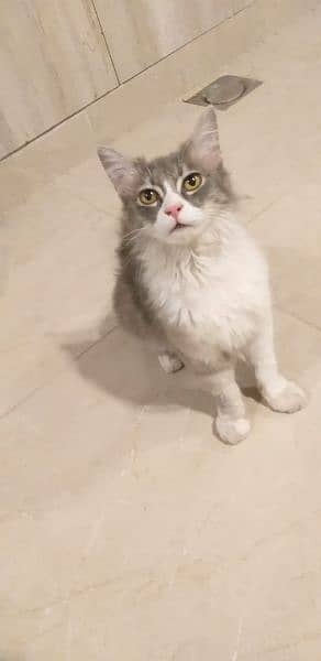 Persian cat for sell 2