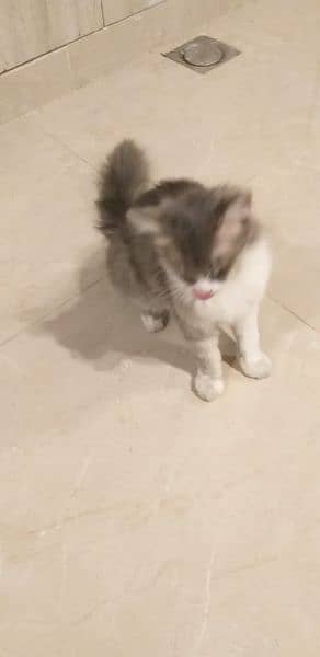 Persian cat for sell 4