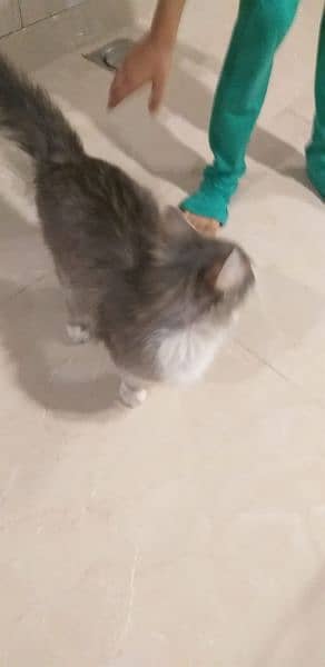 Persian cat for sell 5