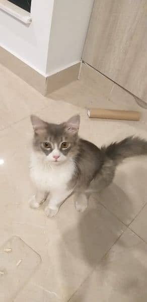 Persian cat for sell 8