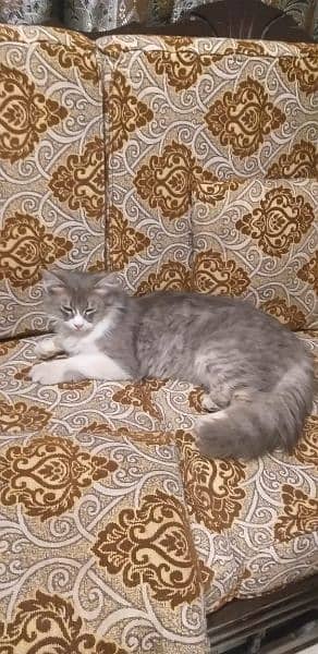 Persian cat for sell 11