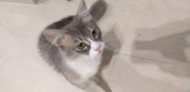 Persian cat for sell 12